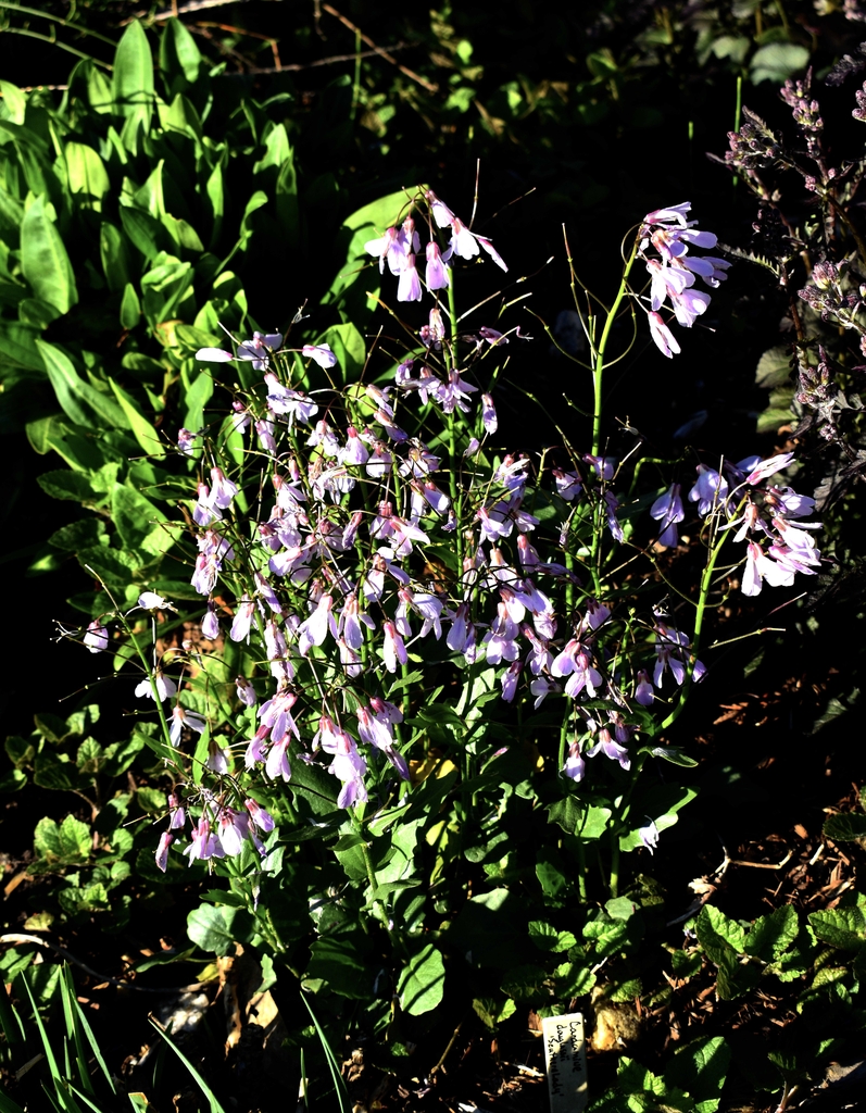 spikes of Mauvy pink flowers
