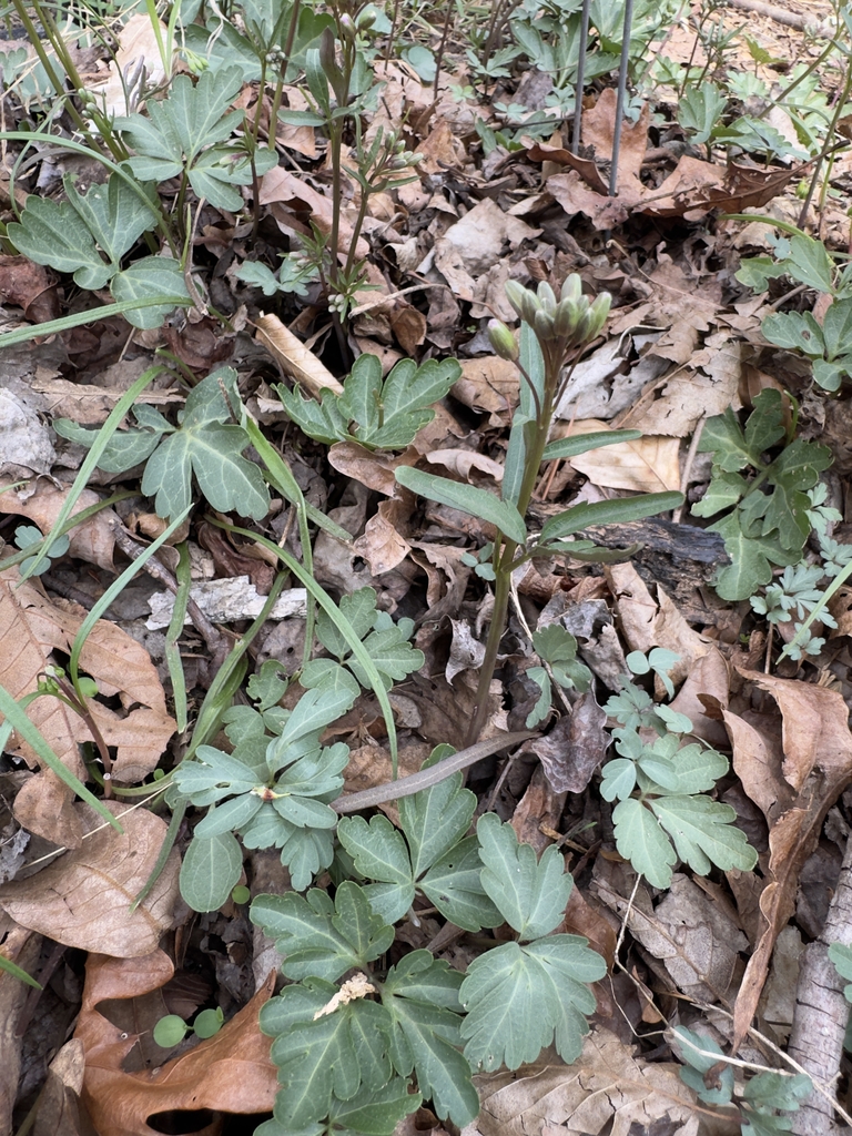 Basal foliage with toothed leaflets.