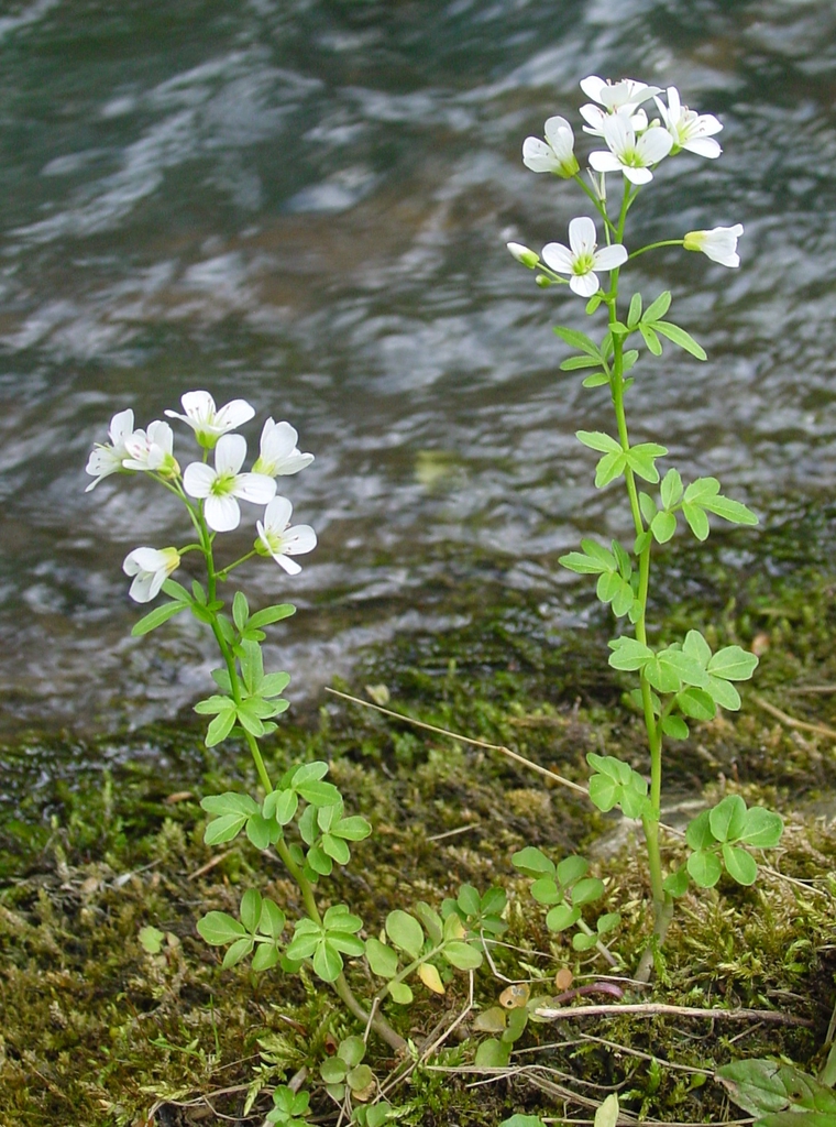 C. amara form