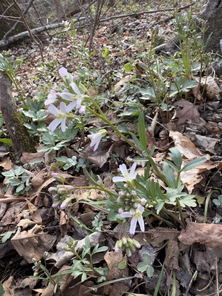Pale pink, 4-petaled flowers on an elongated stalk.