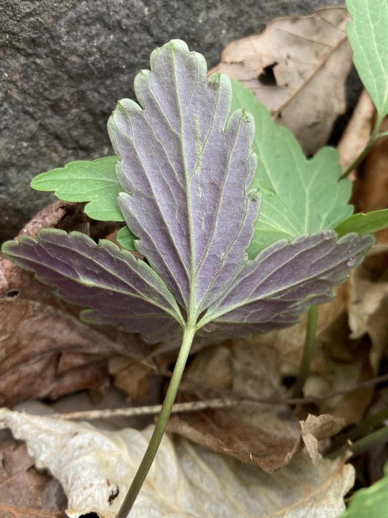 Underside of leaf