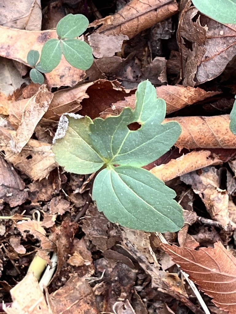 Lobed stem leaves