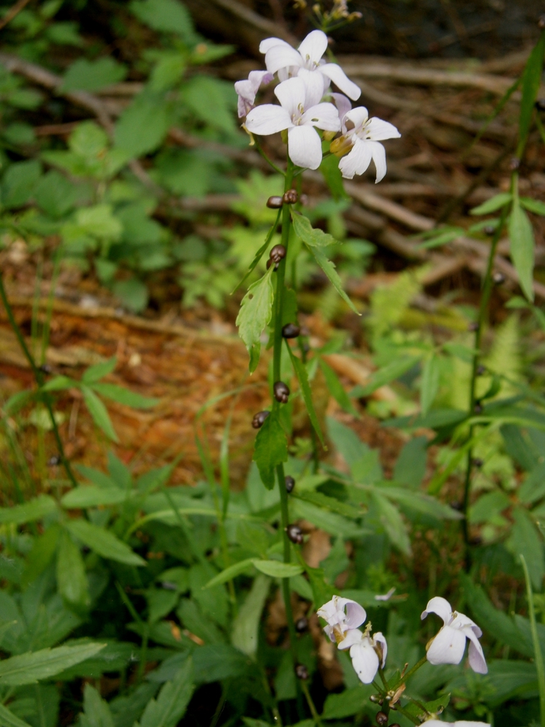 C. bulbifera form in flower