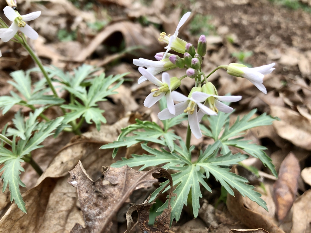 Cardamine concatenata