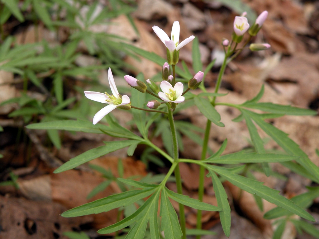 C. concatenata leaves and flowers