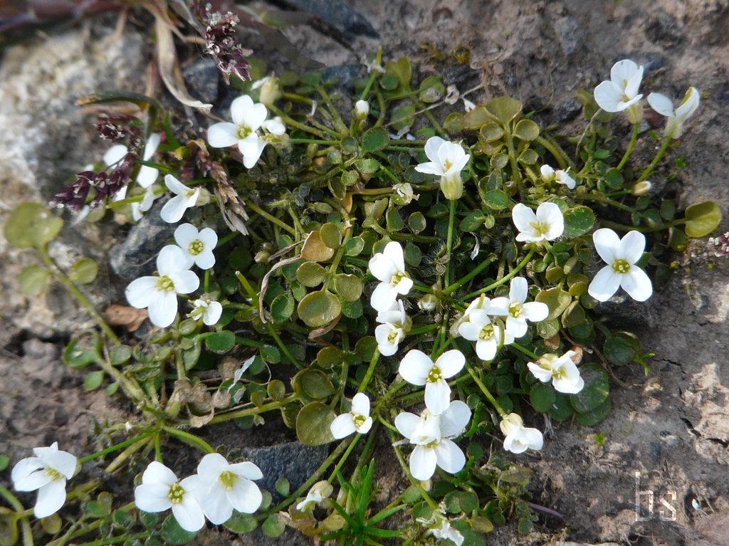 Cardamine corymbosa form and flowers