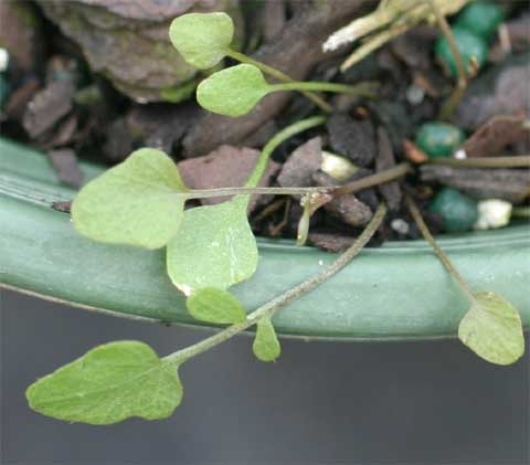 Cardamine corymbosa