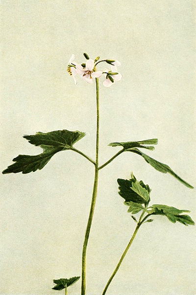 Cardamine diphylla