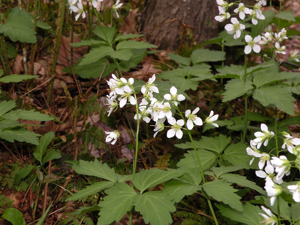 Cardamine diphylla