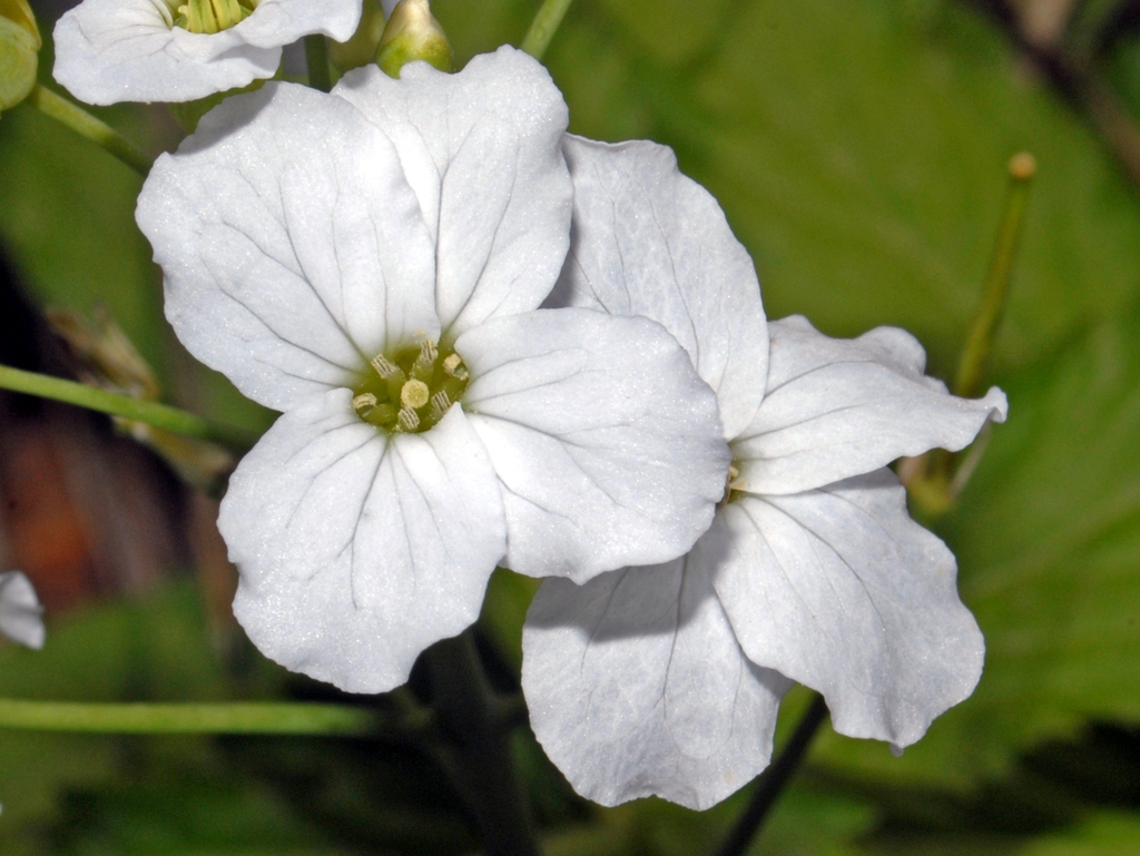 C. heptaphylla flowers