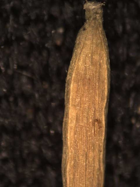 Cardamine spp.