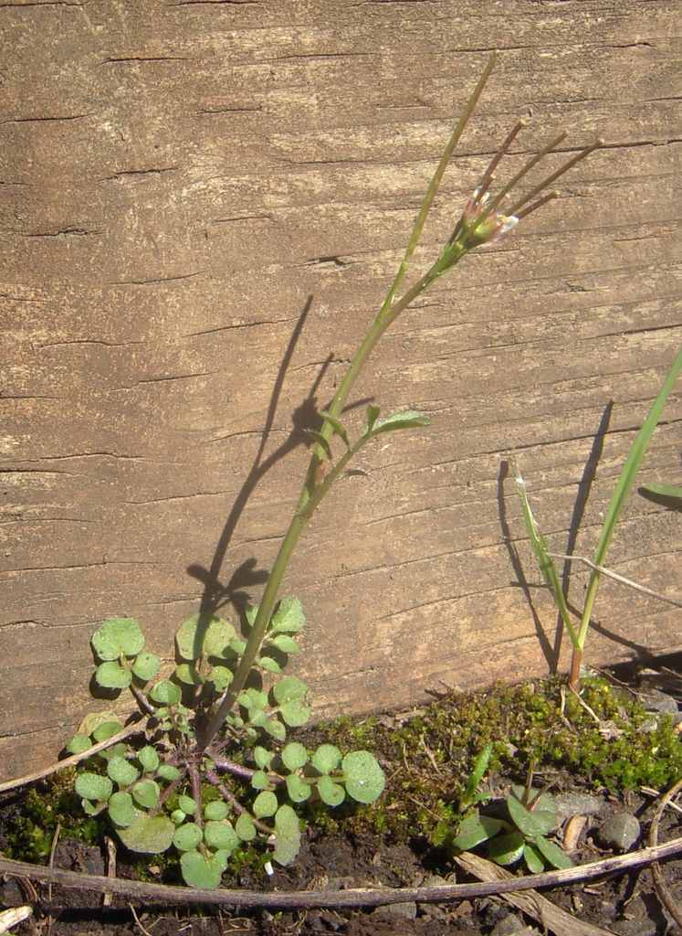 Cardamine hirsuta habit