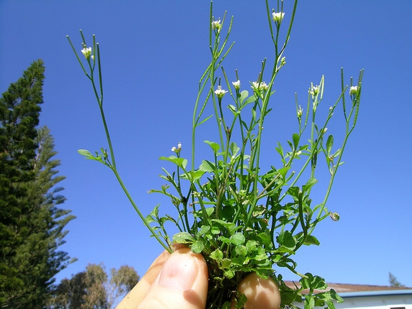 Cardamine hirsuta