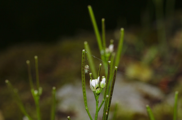 Cardamine hirsuta