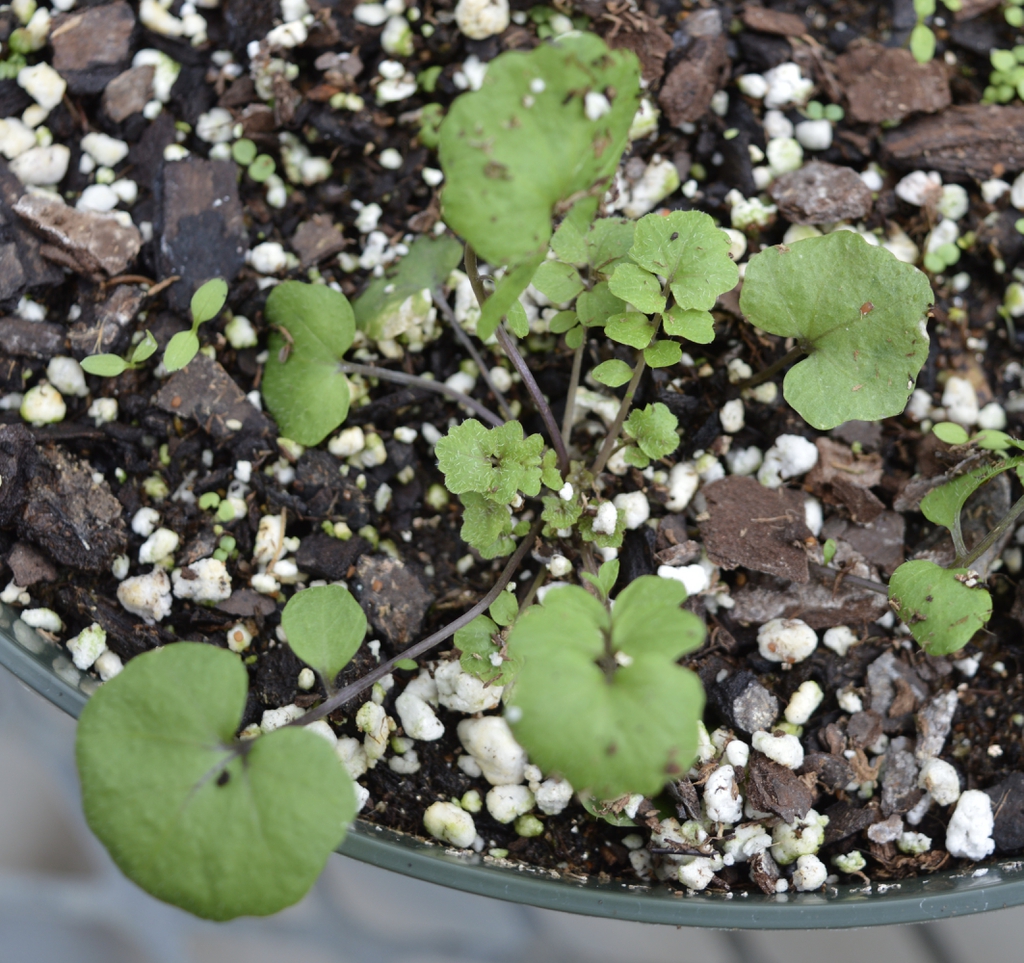 Plant