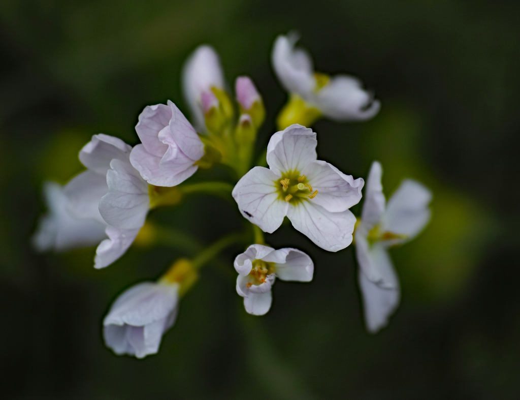 C. pratensis flowers