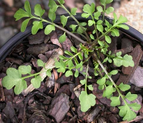 Cardamine spp.