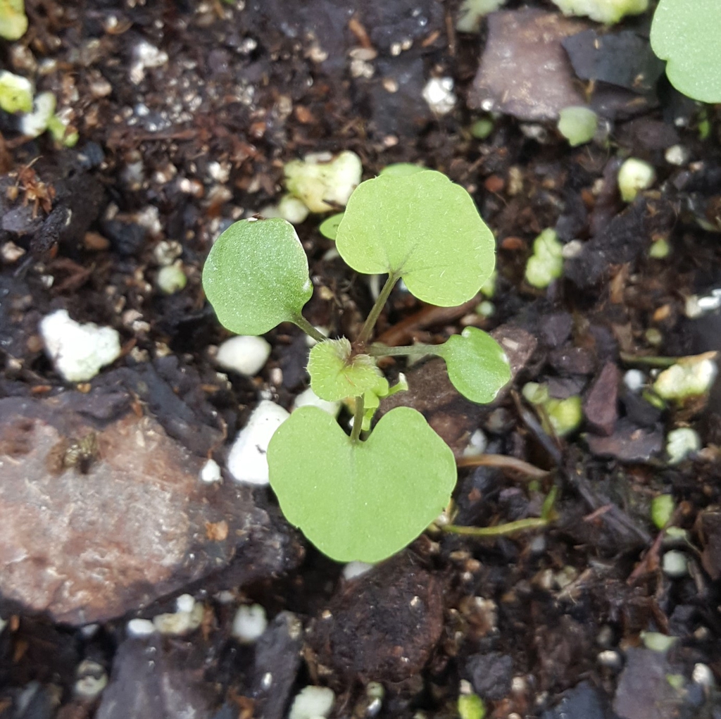Seedling