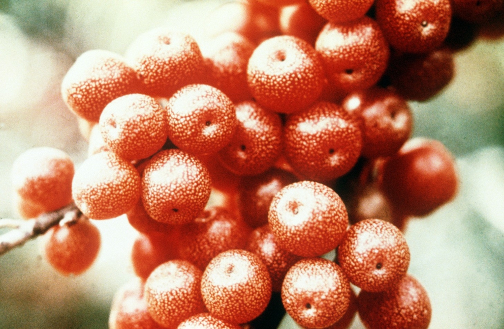 berries