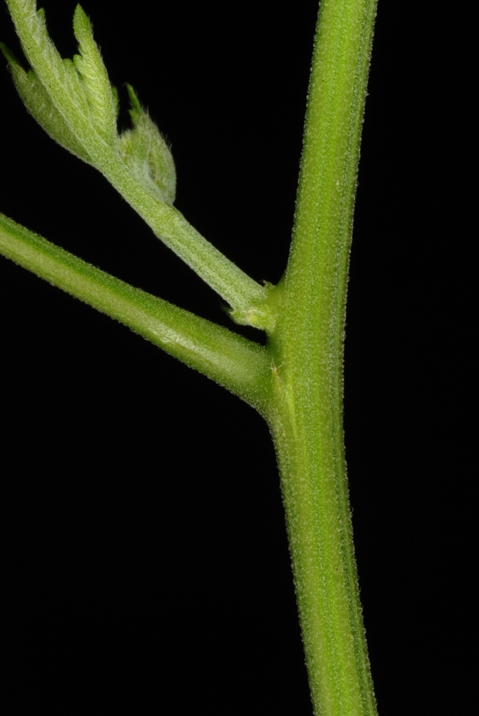 Stem with hairs (North Key Largo, FL)-Mid Winter