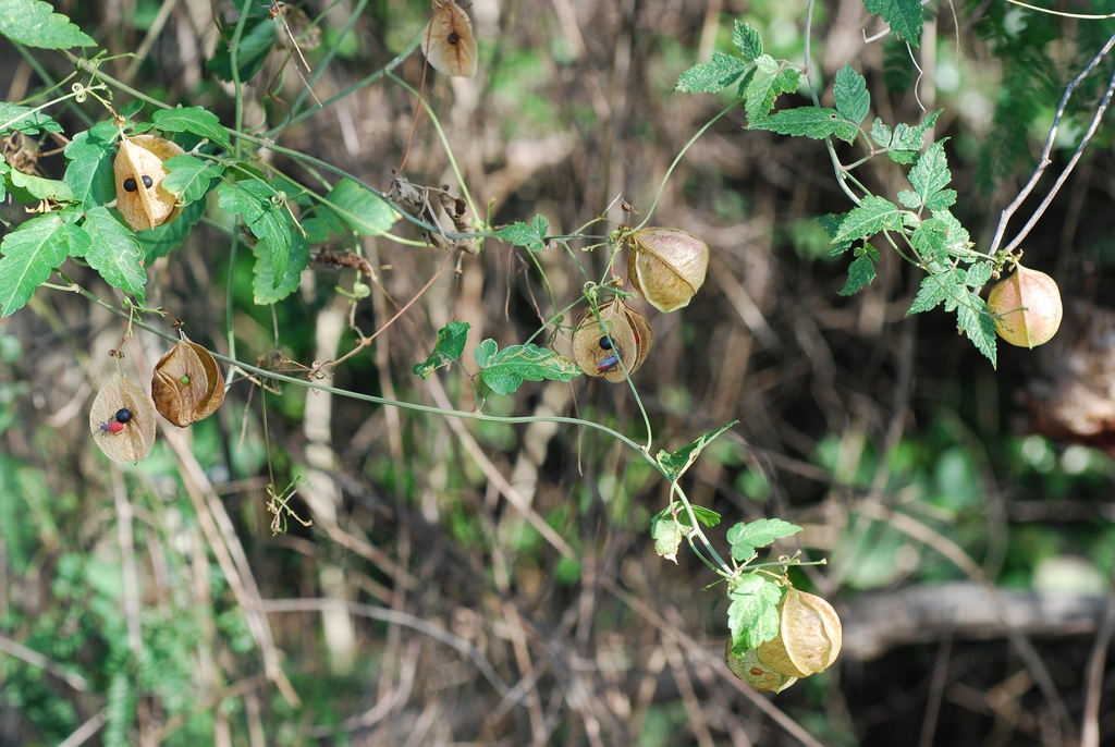Vine with fruit (North Key Largo, FL)-Mid Winter