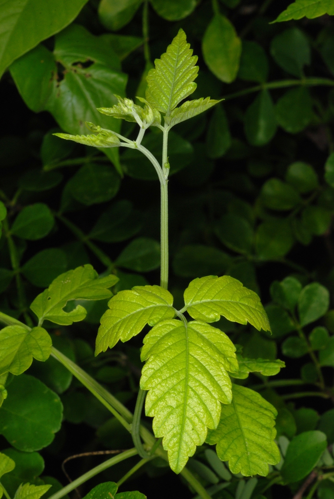 Compound leaf (North Key Largo, FL)-Mid Winter