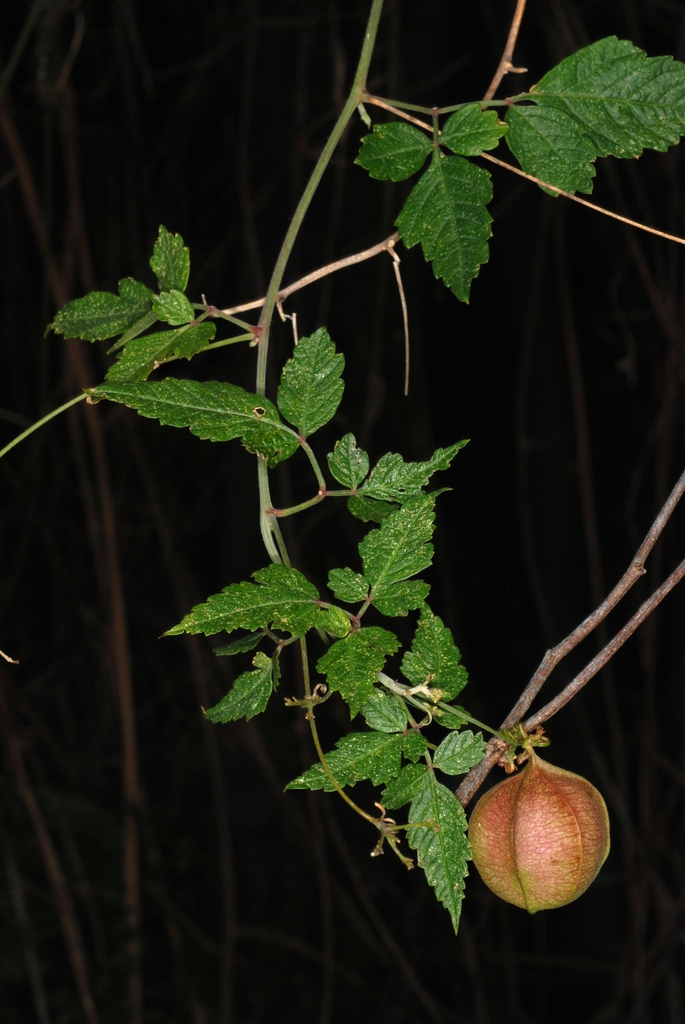 Vine with fruit (North Key Largo, FL)-Mid Winter