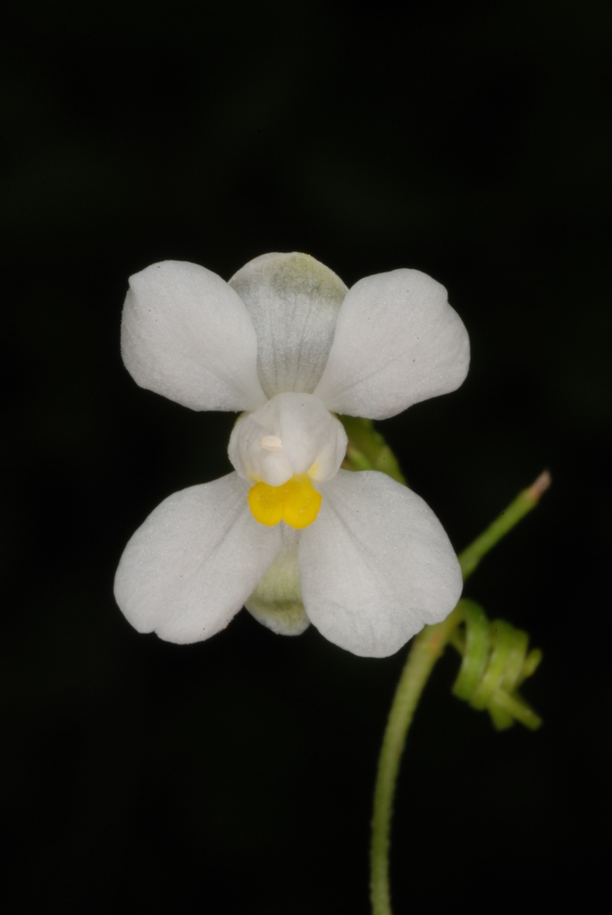 White flower close-up (North Key Largo, FL)-Mid Winter