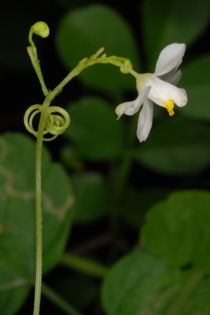 Side view of flower and tendril (North Key Largo, FL)-Mid Winter