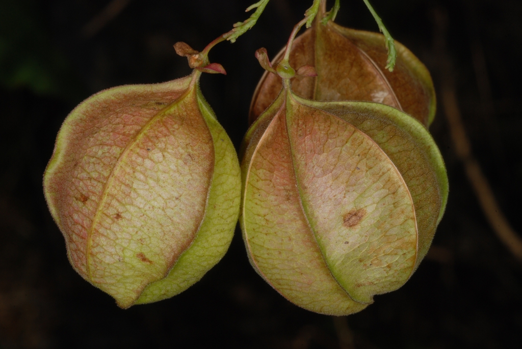 Fruits (North Key Largo, FL)-Mid Winter