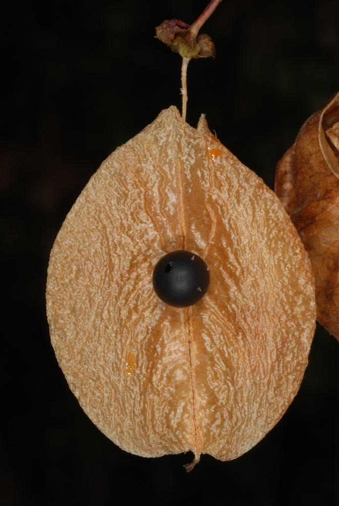 Seed in the fruit (North Key Largo, FL)-Mid Winter