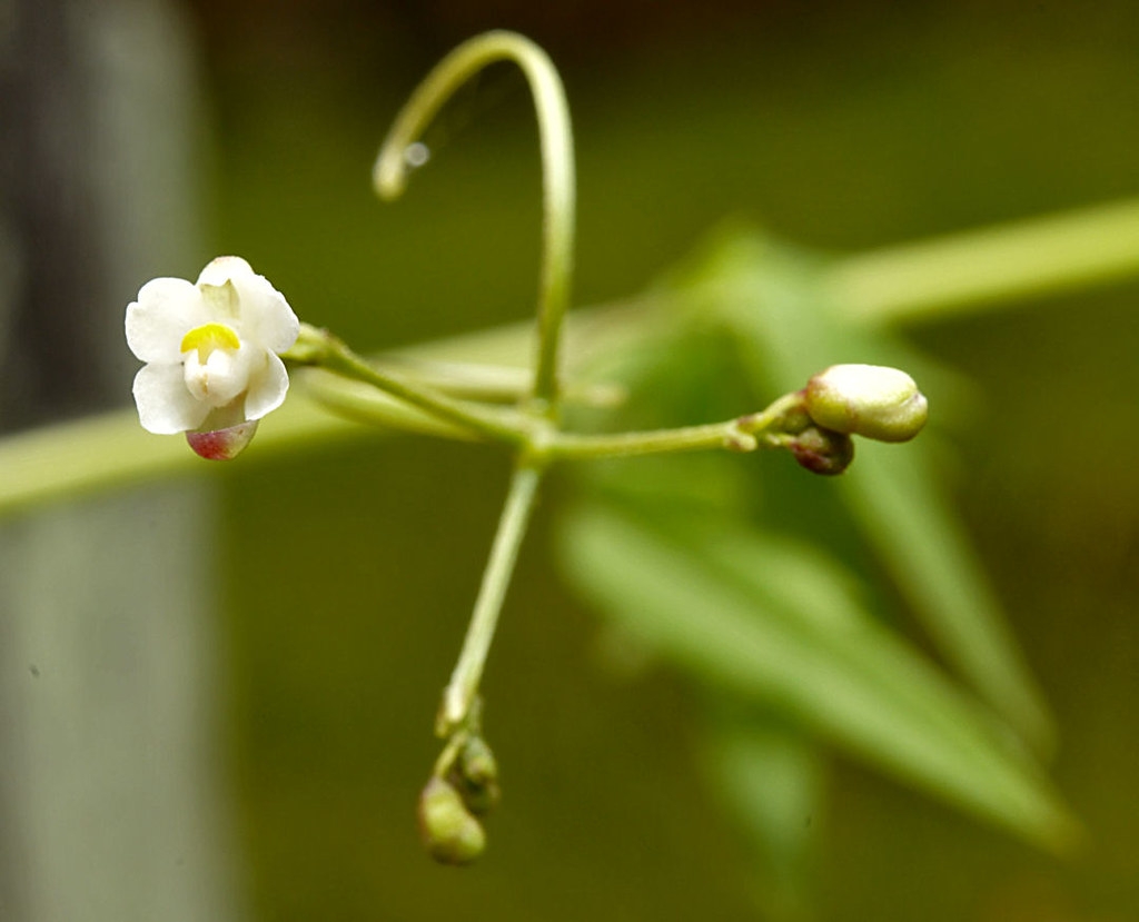 Cardiospermum halicacabum