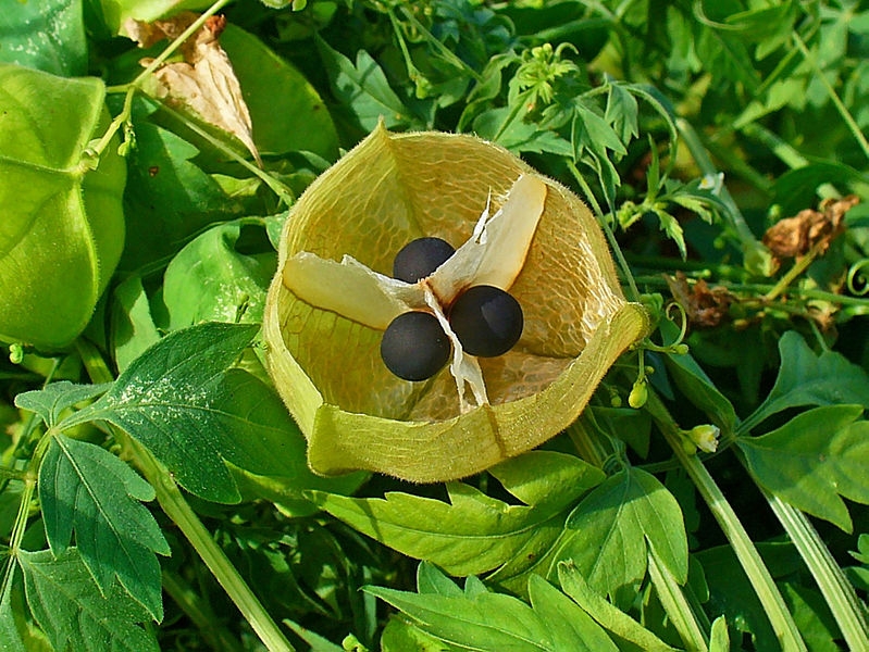 Cardiospermum halicacabum