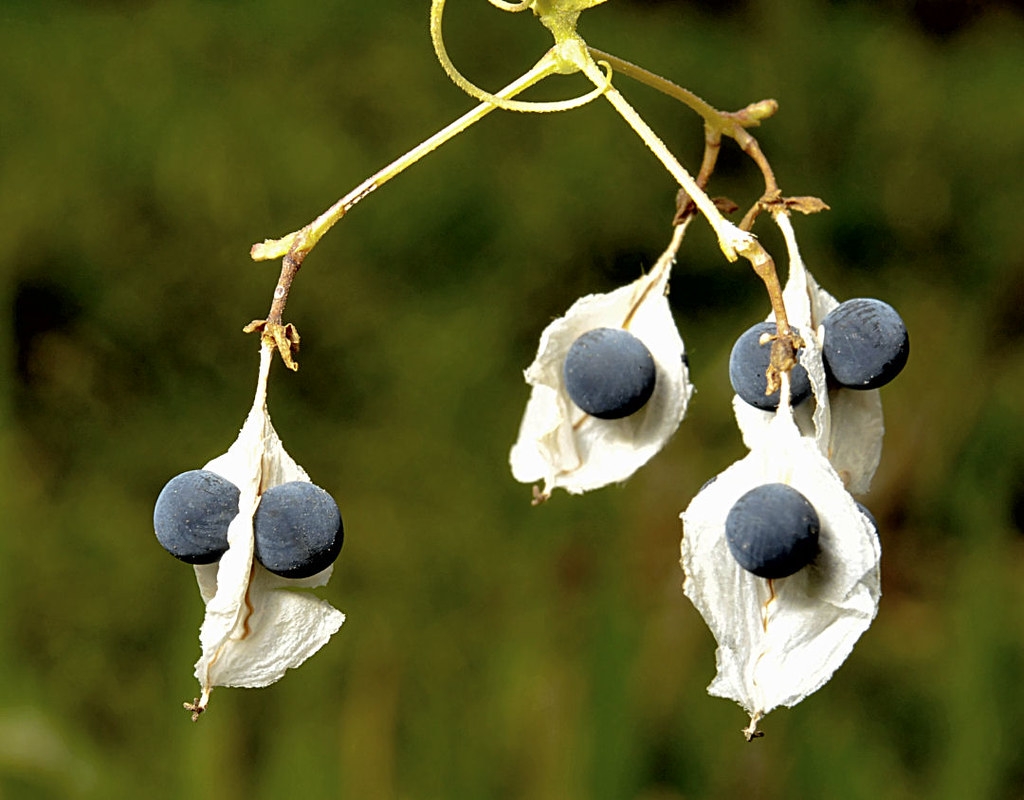 Cardiospermum halicacabum