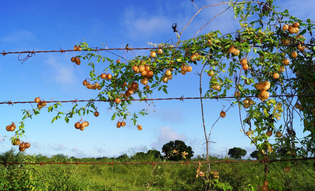 Cardiospermum halicacabum