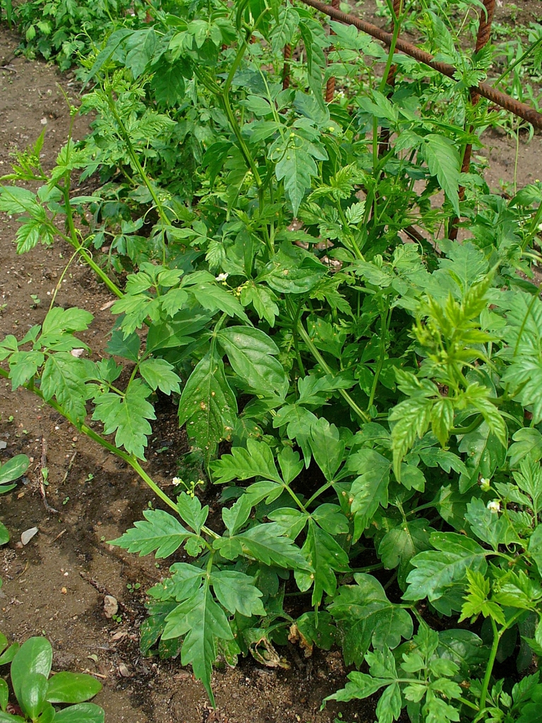 Cardiospermum halicacabum