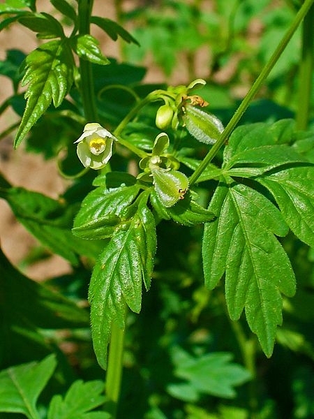 Cardiospermum halicacabum