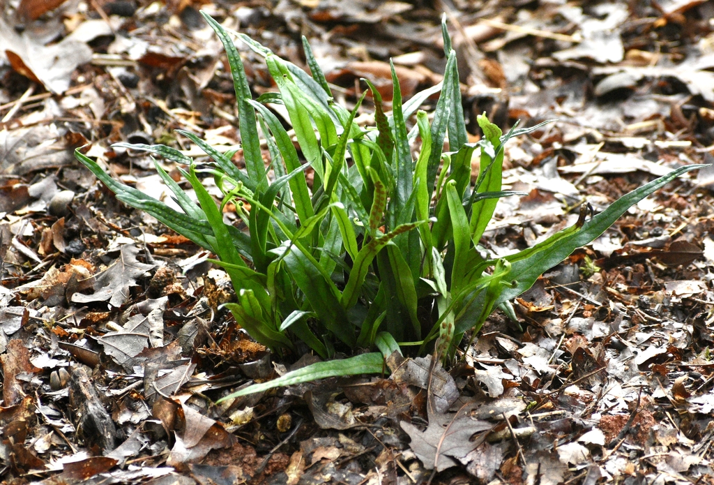 Clump of broad, puckered, lanceolate leaves