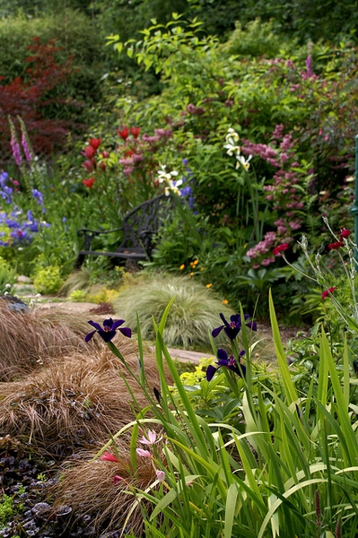 A clump of hair-like foliage