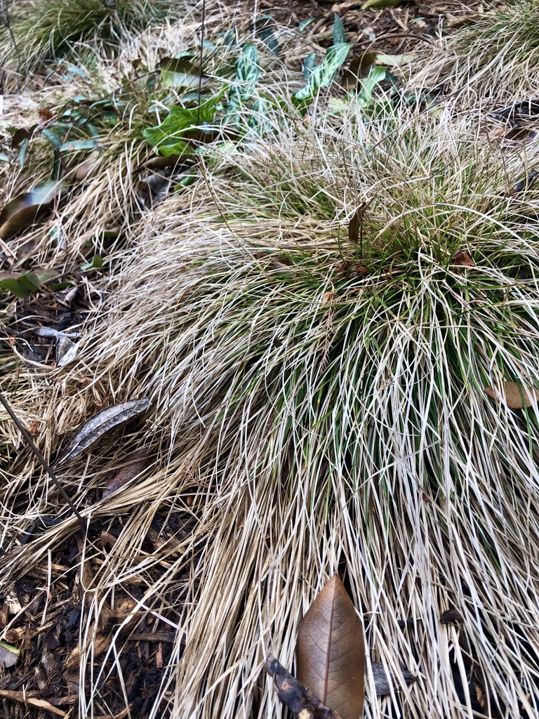 Clumping Winter form with brown leaves February
