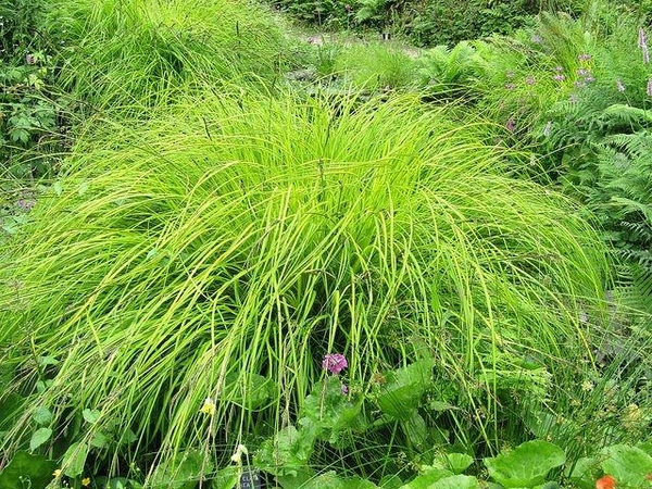 a mound of chartreuse grassy foliage