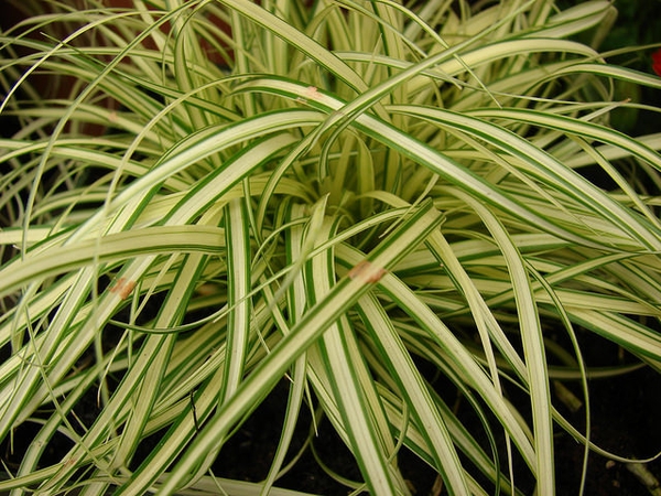Carex hachijoensis 'Evergold'