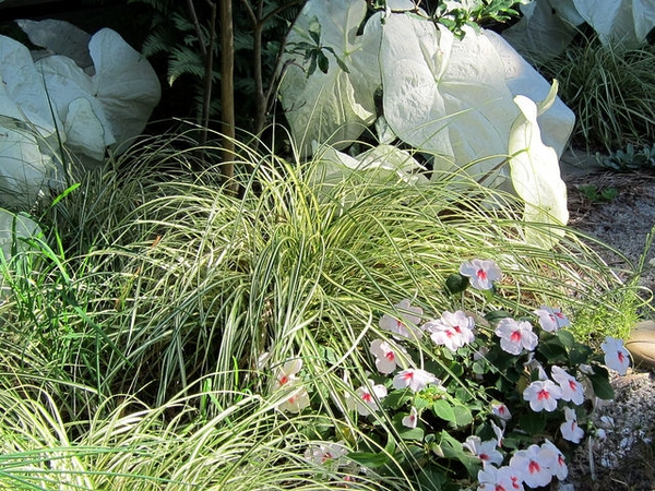 Carex hachijoensis 'Evergold'