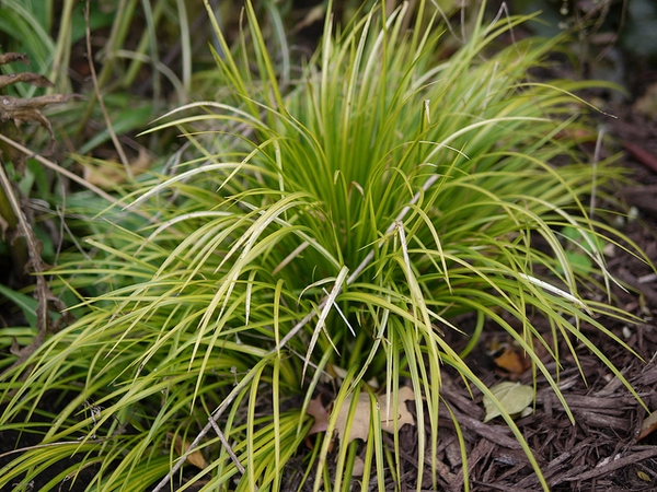 Grassy plant with golden leaves