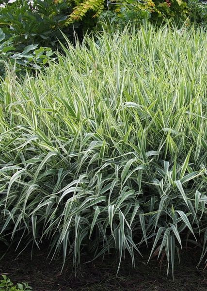 Grassy plant with white margins on the leaves