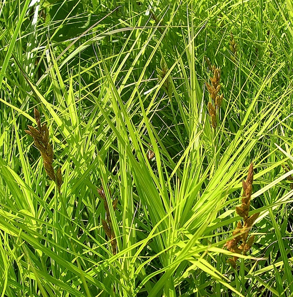 Grassy plant with erect inflorescences of brown spikelets