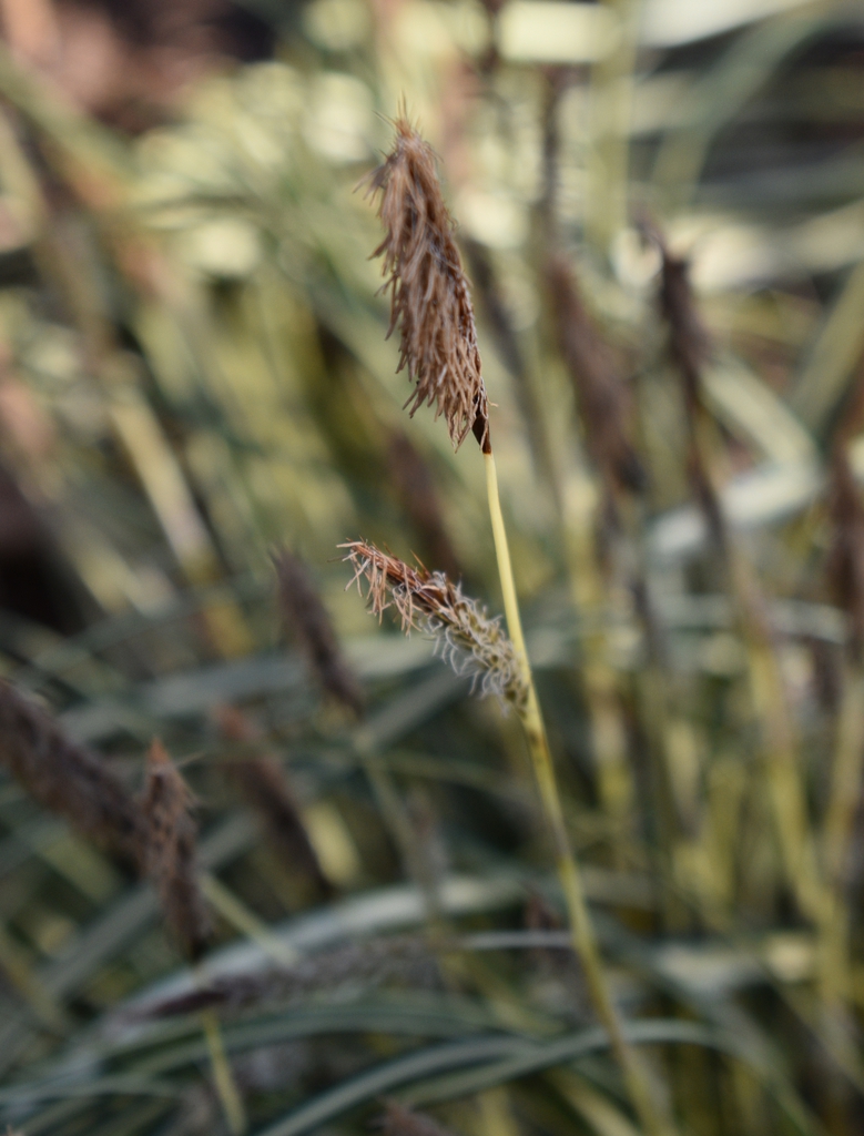 Erect spikes of brownish, faded flowers.
