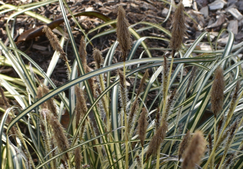 Grassy green leaves with a central white stripe; erect spikes.