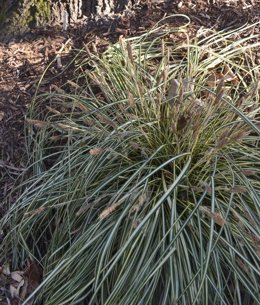 Grassy green leaves with a central white stripe.