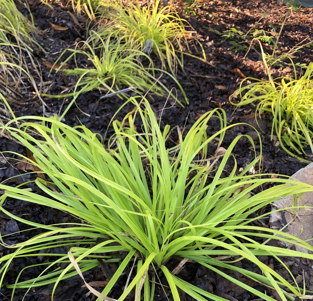 mounding sedge with lime green leaves